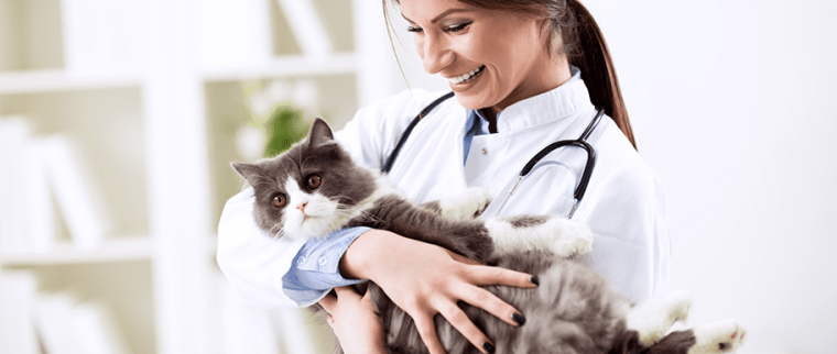 Stérilisation chatte